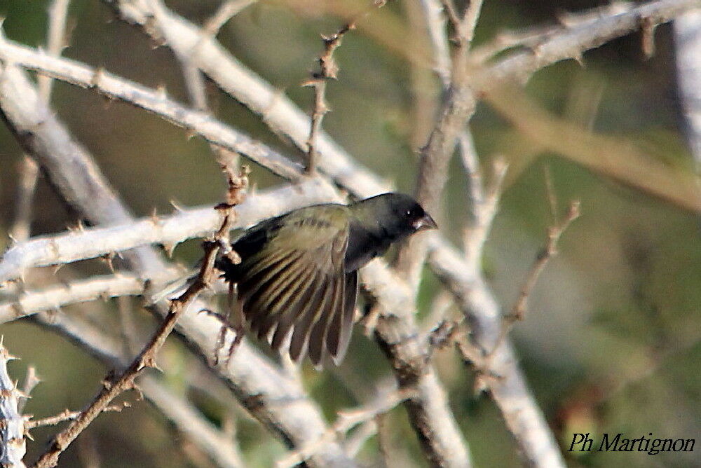 Black-faced Grassquit, Flight