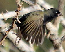 Black-faced Grassquit