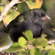 Black-faced Grassquit