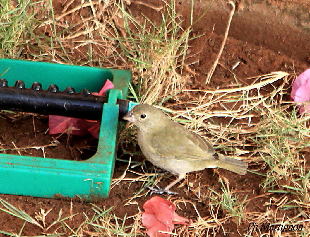 Black-faced Grassquit female, identification