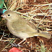 Black-faced Grassquit