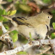 Black-faced Grassquit