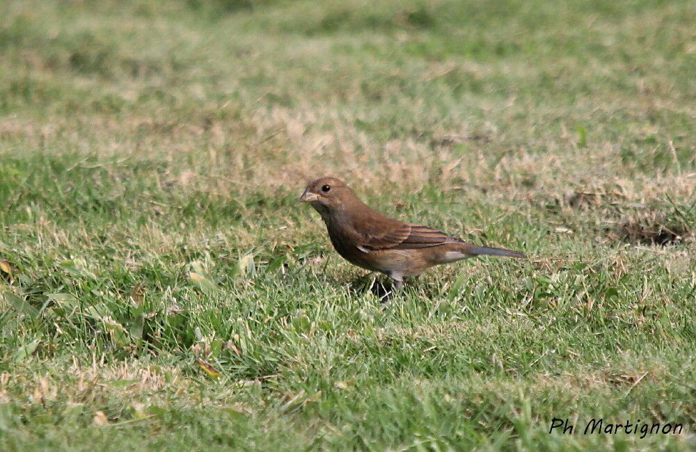 Sporophile de Morelet femelle, identification