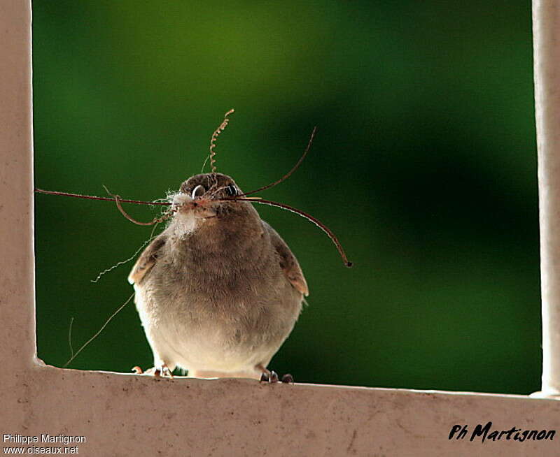 Lesser Antillean Bullfinch female adult, Reproduction-nesting