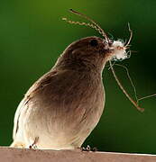 Lesser Antillean Bullfinch