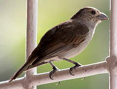 Lesser Antillean Bullfinch