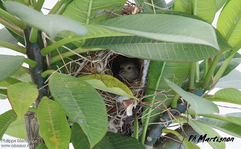 Lesser Antillean Bullfinch female, Reproduction-nesting