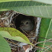 Lesser Antillean Bullfinch