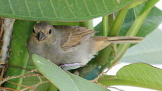 Lesser Antillean Bullfinch