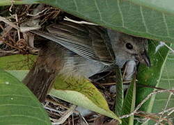 Lesser Antillean Bullfinch