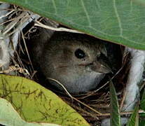 Lesser Antillean Bullfinch