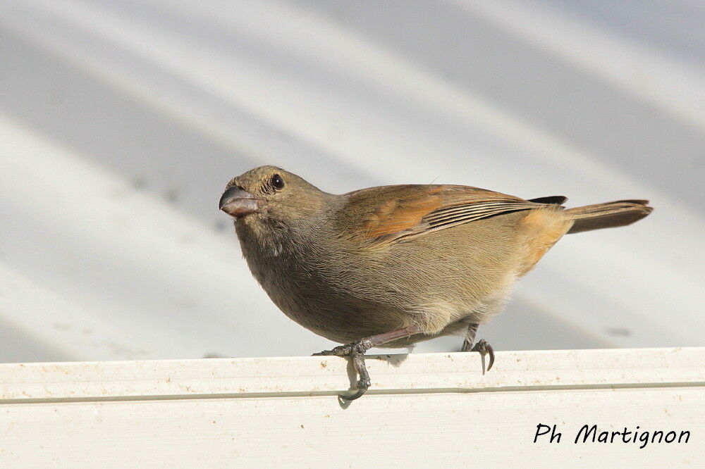 Lesser Antillean Bullfinch, identification