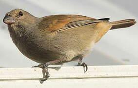 Lesser Antillean Bullfinch