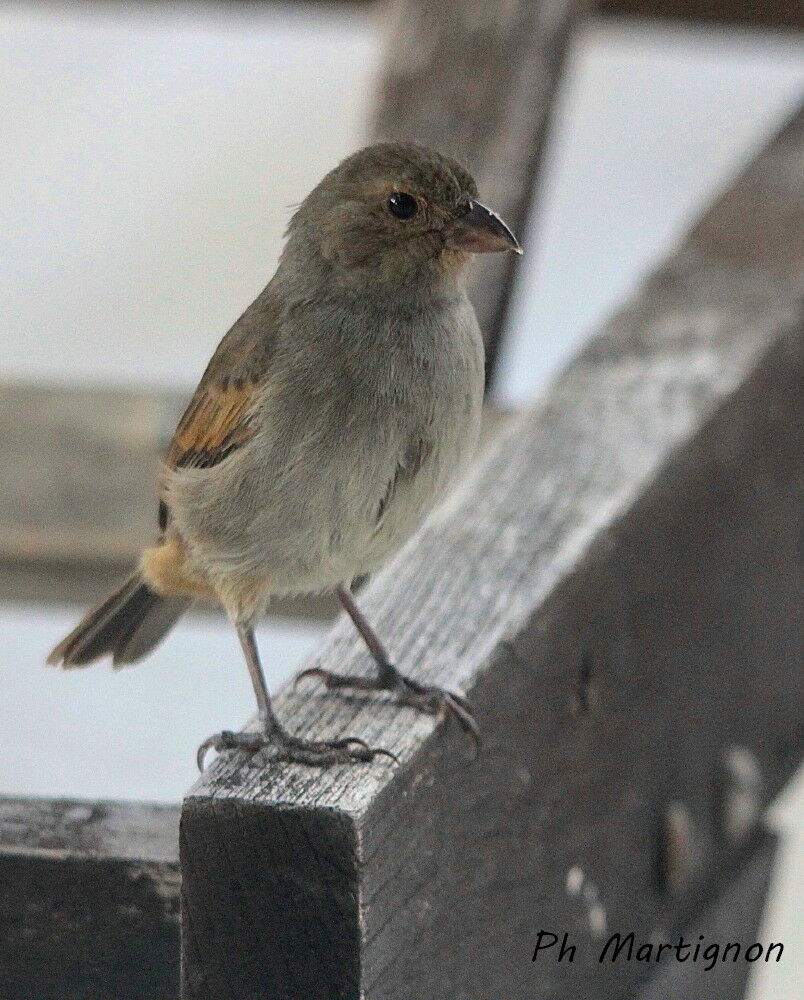 Sporophile rougegorge, identification