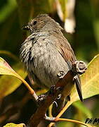 Lesser Antillean Bullfinch