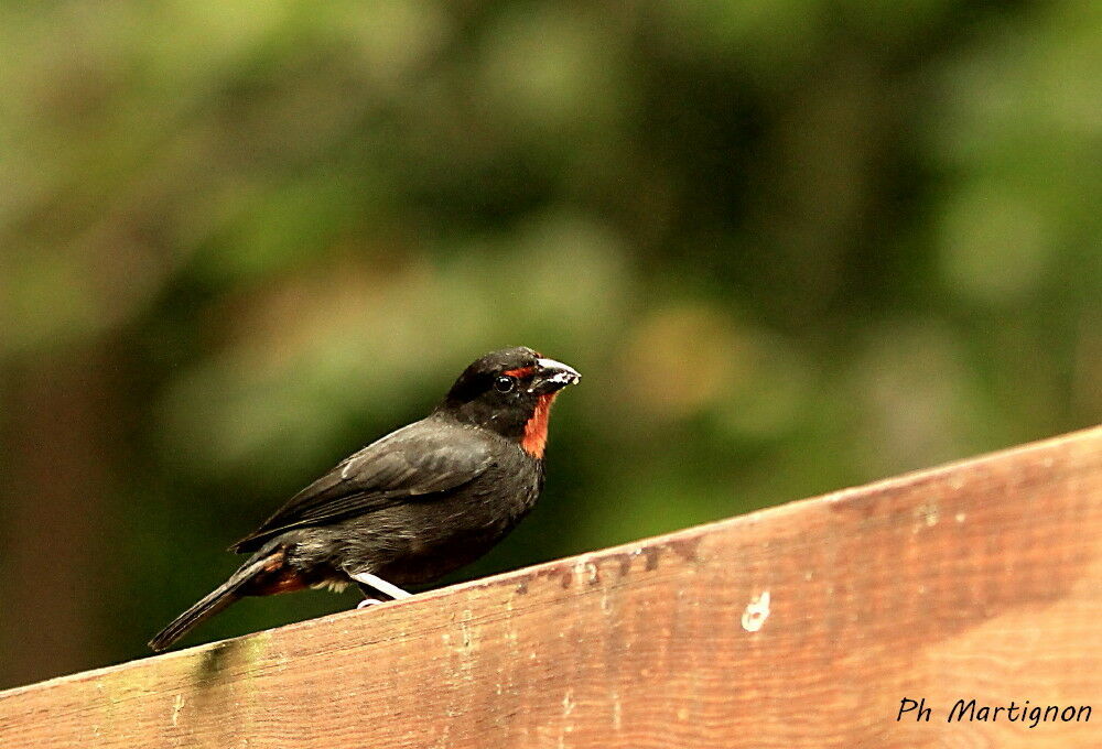 Sporophile rougegorge mâle, identification