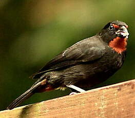 Sporophile rougegorge