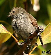 Lesser Antillean Bullfinch