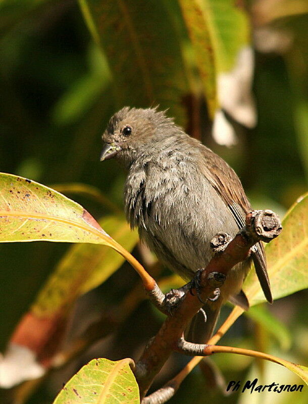 Lesser Antillean Bullfinch