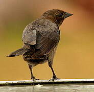 Lesser Antillean Bullfinch