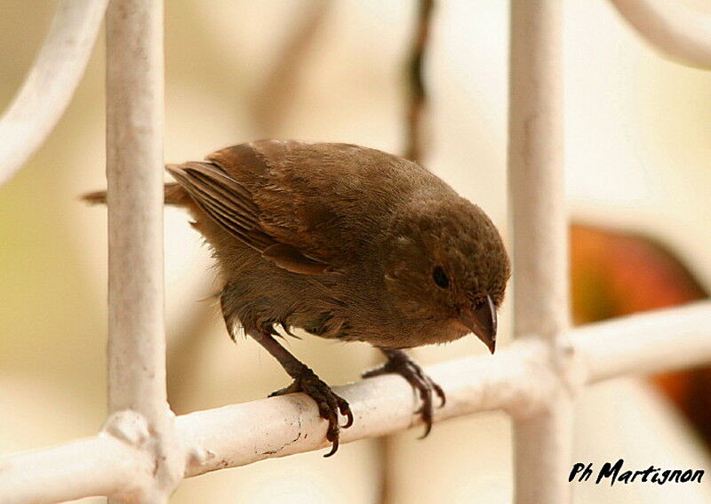 Lesser Antillean Bullfinch