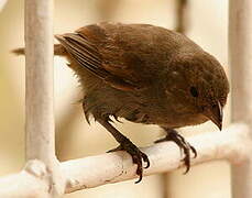 Lesser Antillean Bullfinch