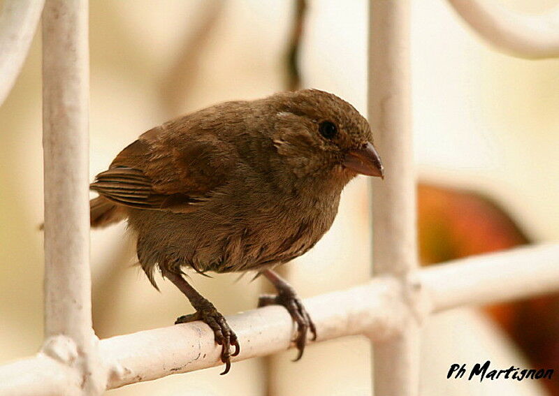 Lesser Antillean Bullfinch