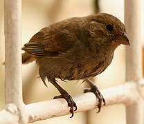 Lesser Antillean Bullfinch