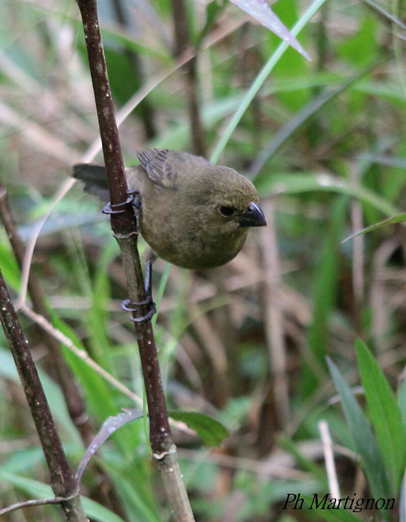 Variable Seedeater female