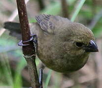 Variable Seedeater