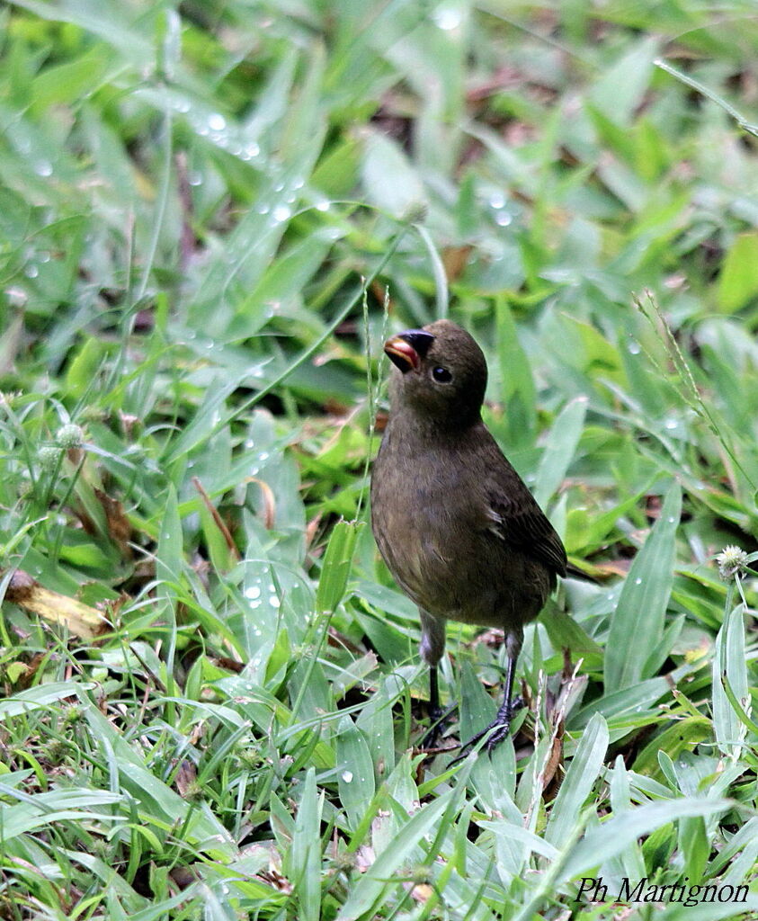 Variable Seedeater female