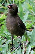 Variable Seedeater