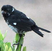 Variable Seedeater