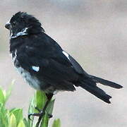 Variable Seedeater