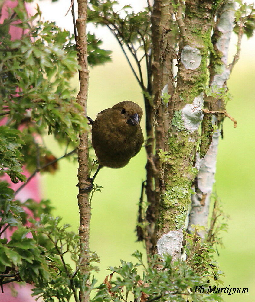 Variable Seedeater female