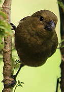 Variable Seedeater