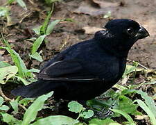 Variable Seedeater