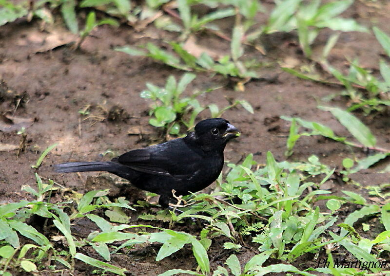 Variable Seedeater male