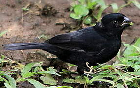 Variable Seedeater