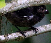 Variable Seedeater