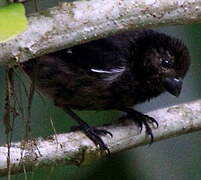 Variable Seedeater