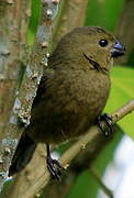 Variable Seedeater