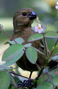 Variable Seedeater