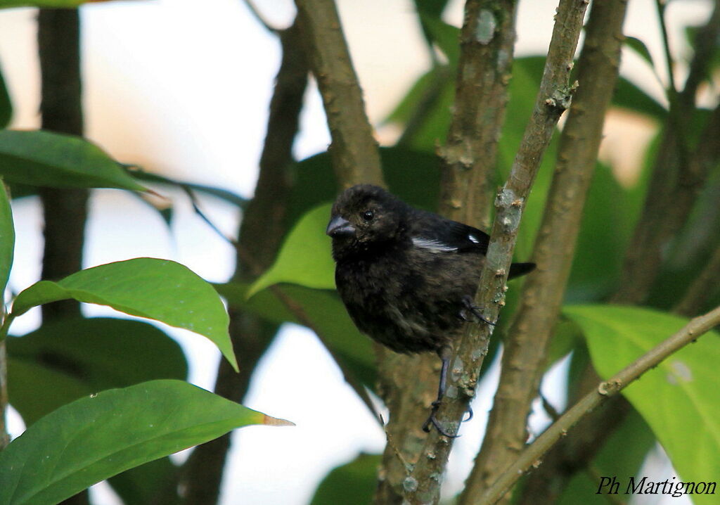 Variable Seedeater male