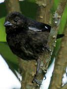 Variable Seedeater