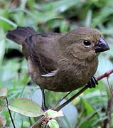 Variable Seedeater