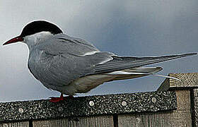 Arctic Tern