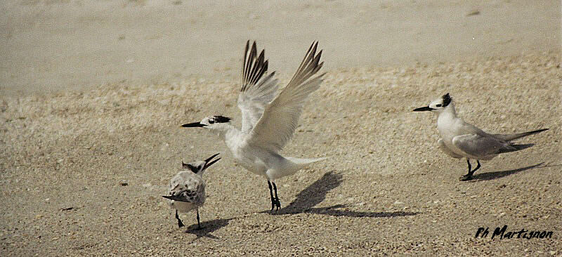 Cabot's Tern, Behaviour