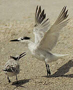 Cabot's Tern