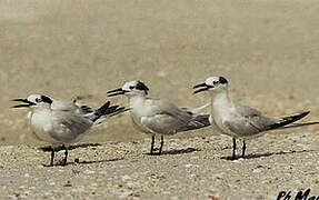 Cabot's Tern